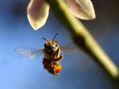 Bee Pollen Wing Free Stock Photos In Jpeg  1024x768 Format For