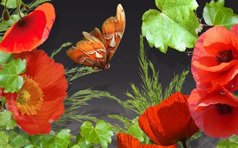 Hd Poppies Ivy Wallpaper Download Free 103885