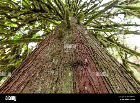 Red Cedar Tree In Tropical Rainforest Macmillan Provincial Park