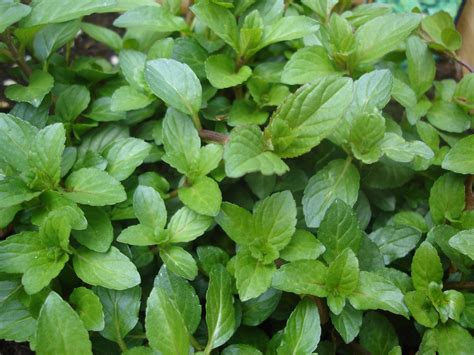 10 Great Ways To Use Fresh Mint Kates Kitchen Garden