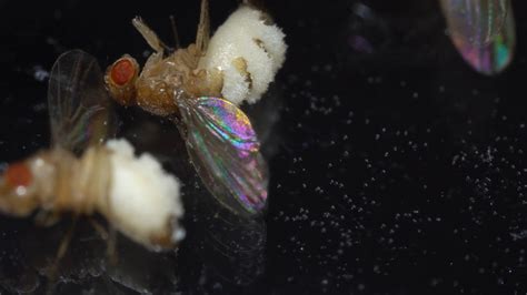 This Killer Fungus Turns Flies Into Zombies Kqed