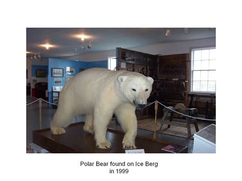 Polar Bear At Museum Came On An Iceberg Polar Bear Bear Polar