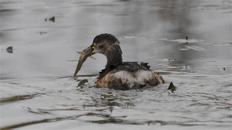 Ballarats Small Grebes Eat More Than Just Insects The Courier