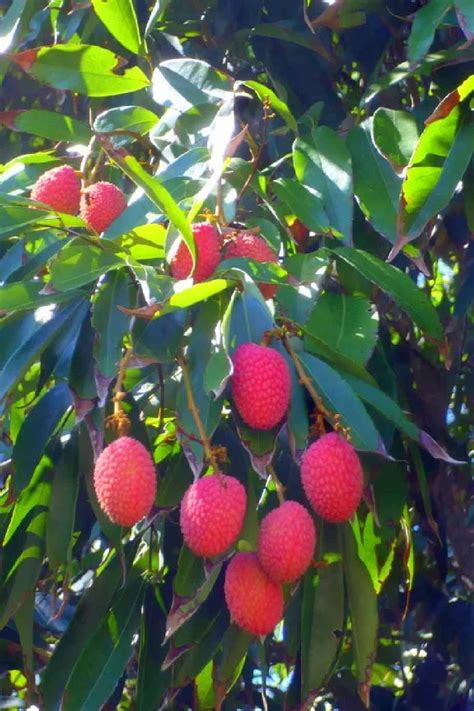 Litchi Tree Fruiting Outdoor Plants Plantshopme