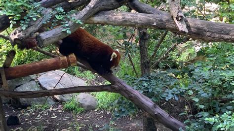 Adira The Red Panda Arrives At The San Diego Zoo Sdtoday