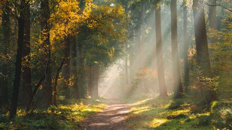 Download Wallpaper 3840x2160 Forest Path Sunlight Trees