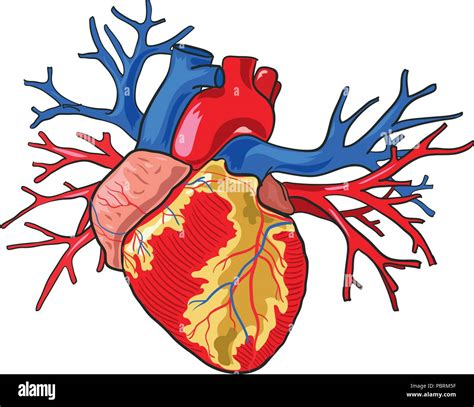 Human Heart Vector Illustration On White Background Stock Vector Image