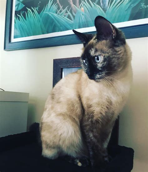Adopted This Tortie Siamese Yesterday We Were Told It Would Take Her