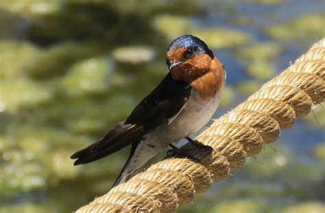 Welcome Swallow The Animal Facts Appearance Diet Habitat Behavior