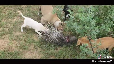 Porcupine Hunting Say Ka Shikar Village Life Pakistan Youtube