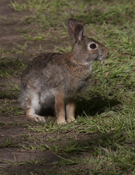 Cottontail Rabbit Petticoat Creek Conservation Area Picker Flickr