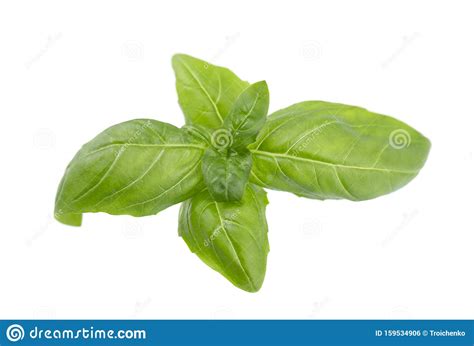 Basil Leaf Isolated On White Background Close Up Fresh Basil Herb