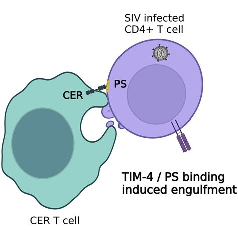 Novel Engineered Chimeric Engulfment Receptors Trigger T Cell Effector