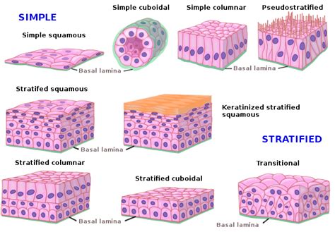 Types Of Epithelial Tissue Under Microscope Micropedia
