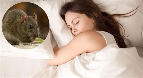 Descubre El Significado De Soñar Con Ratas Muertas ¿qué Mensaje Te