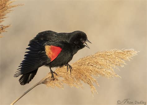 Male Red Winged Blackbirds Are Singing On Territory Again Feathered