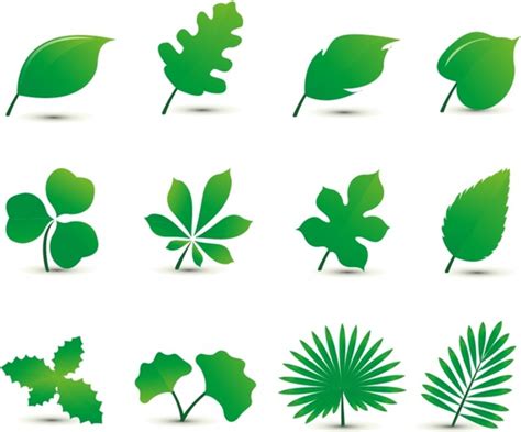 Leaf Set Vectors Images Graphic Art Designs In Editable Ai Eps Svg