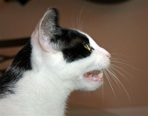 Veterinary Practice Cat Mouth Twitching