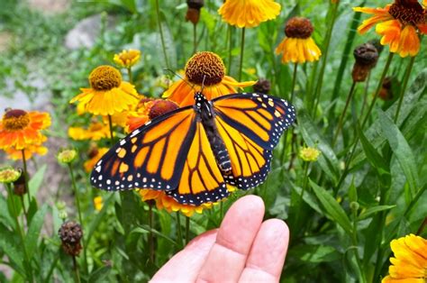 How To Tell The Difference Between A Male And Female Monarch Butterfly Good Morning Gloucester