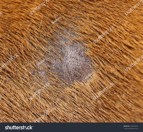 Fungus Infection Combined With Staphylococcus On Dog Skin Stock Photo