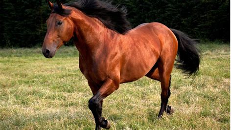 What Horse Breed Lives The Longest Equine Lifespan Examined