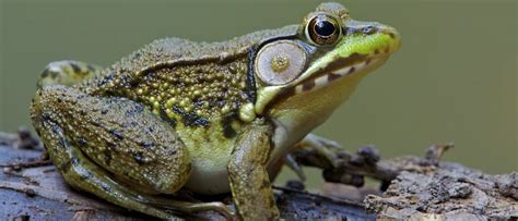 Green Frog Animal Facts Lithobates Clamitans A Z Animals