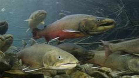 A New Plan To Eradicate Invasive Trout In An Eastern Oregon Forest Opb