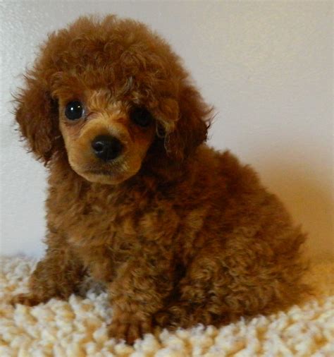 Red Standard Poodle Puppies For Sale