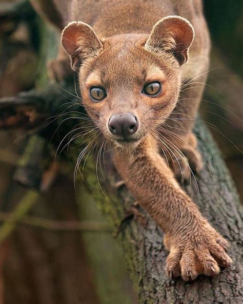 Everyday Animal Content On Instagram The Eyes On This Fossa Are So