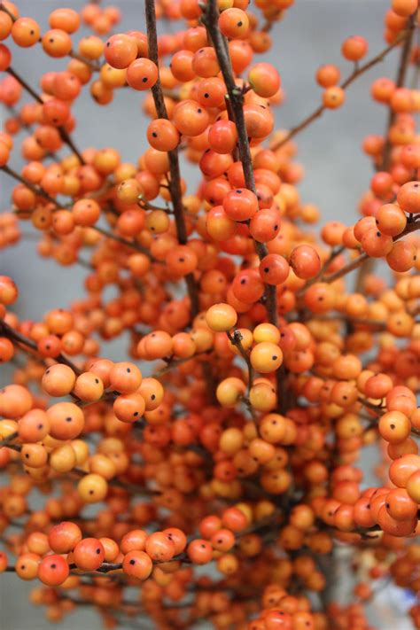 Maybe you would like to learn more about one of these? Ilex Berries | Stevens and Son Wholesale Florist