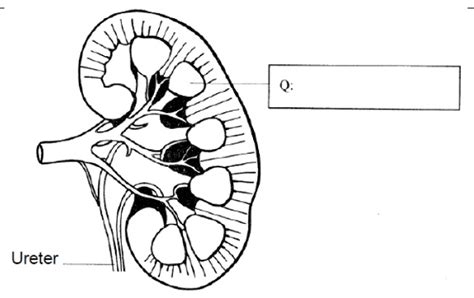 Unlabeled Diagram Of The Kidney World Of Reference