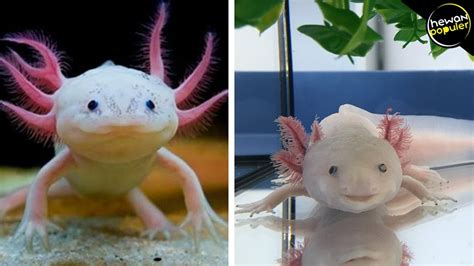 Ikan swordtail sangat mudah dipelihara karena dapat hidup di perairan hangat dan dingin. Incaran banyak Orang! 10 Ikan Hias Paling Eksotis yang ...