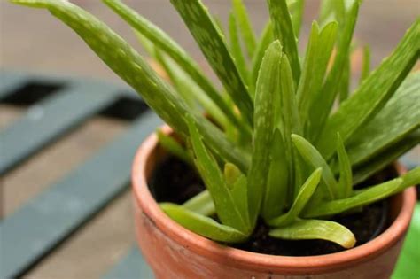 How To Save Aloe Vera From Root Rot Causes And Solutions Garden For Indoor
