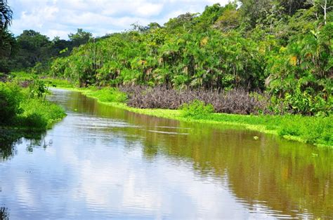 Many medical and pharmaceutical agencies run research projects in the jungle, gaining plant knowledge and experimenting with new drugs. Many Means: Amazon Rainforest "Lungs of our Planet"