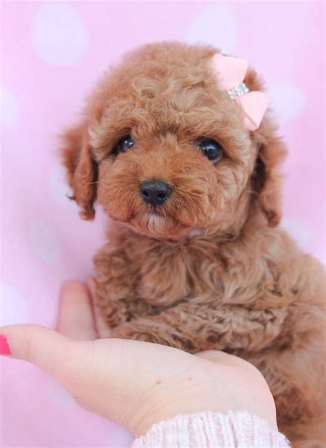Toy Poodle Puppy For Sale In South Florida Poodle