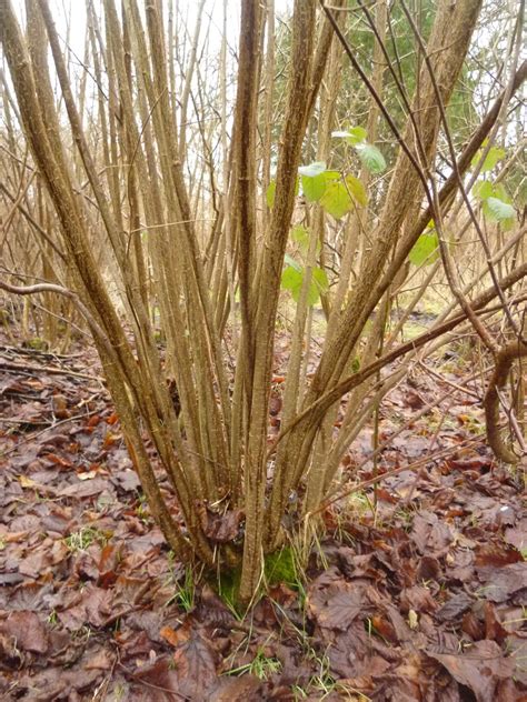 This process can be difficult to master but can have many benefits. Worcester College Gardeners 2009-2018: Coppicing Hazel And ...