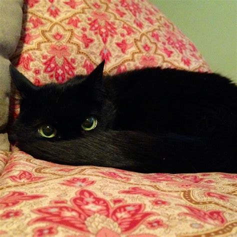 19 Reasons Why You Should Definitely Adopt A Black Cat Catlov