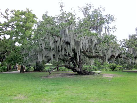 It was a serious accident, but she will live.fue un accidente muy grave, pero vivirá. Evolution and Spanish Moss - EO Smith