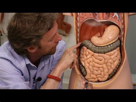 Penyakit kuning pada bayi (eritroblastosis fetalis). BIOLOGI GONZAGA: GANGGUAN SYSTEM ORGAN MANUSIA