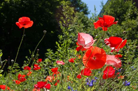 10 Types Of Poppy Flowers And Growing Tips