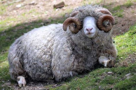 Dorset Sheep Breed Information Behavior And Care Animalovin All