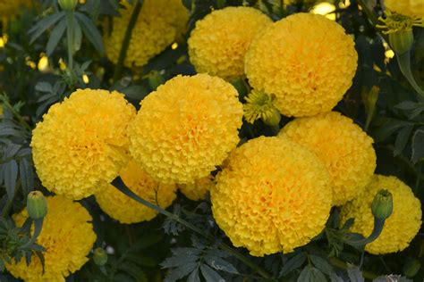 yellow marigolds by kimcoseeds marigold flower flowers flower garden