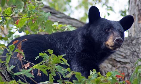 Rabid Black Bear Found Dead In Hyde County The Coastland Times The