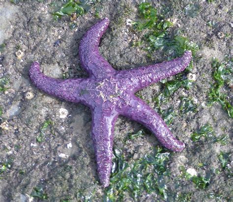 Purple Starfish By Shyruban On Deviantart
