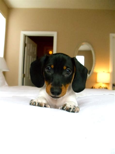Milo Our Mini Dachshund Dachshund Love Weiner Dog Weenie Dogs