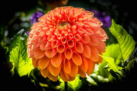 Orange Dahlia Hd Wallpaper Background Image 3000x2004