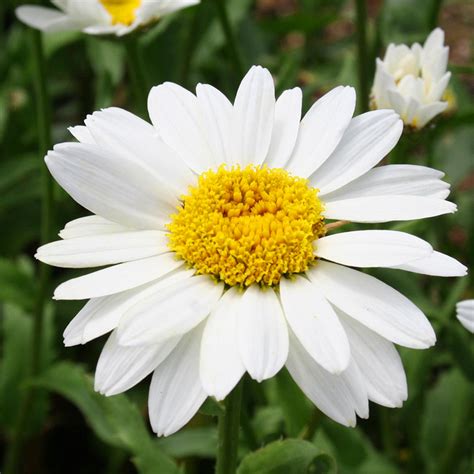 50 Large English Daisy Seeds Welldales