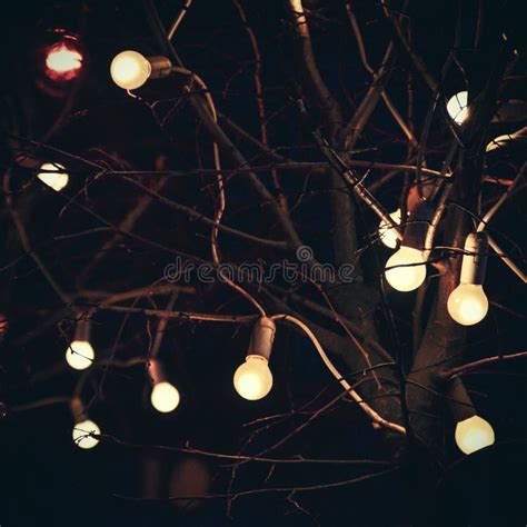 Glowing Light Bulbs On Tree In Dark At Night Stock Image Image Of