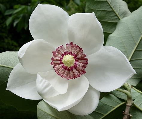 Magnolia Flower Interesting Facts Meaning And History A To Z Flowers