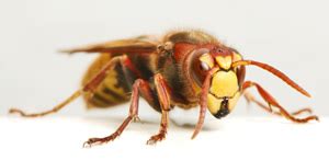 De hoornaar behoort tot de echte wespen of papierwespen (vespinae) en is een van de bekendere soorten wespen in europa. Hoornaar of Vespa crabro - verschil met wesp herkennen